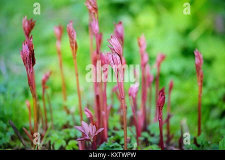 Sprouts of Peonies in the spring garden Stock Photo