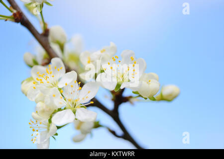 Flowers bloom on a branch of plum against blue sky Stock Photo