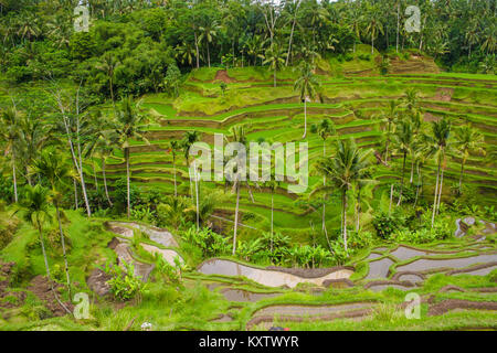 Panoramic view of the Tegallalang terraced paddy fields and the subak water management system in Ubud, Bali, Indonesia. Stock Photo