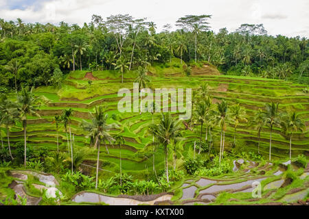 Balinese terraced rice fields, governed by a subak (irrigation system) in the Tegallalang area, Bali, Indonesia. Stock Photo
