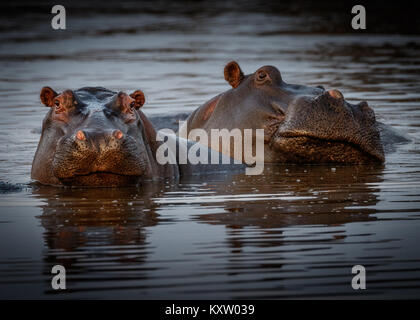 Hippo Pod in Lake Panic Stock Photo