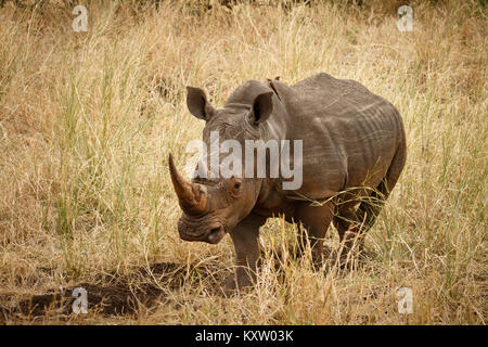 White Rhino in Grassland Stock Photo