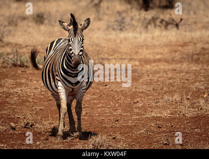 Heavily Pregnant Zebra Mare Stock Photo