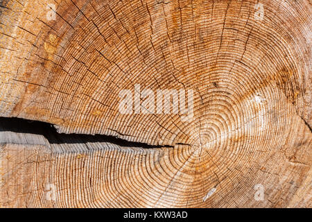 Old cross wood saw cut with one large crack and a lot of microcracks and annual rings. Stock Photo