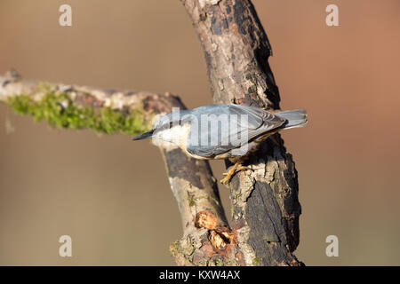 Side view close up of wild UK nuthatch bird (Sitta europaea) isolated outdoors in winter perching on mossy, peeling branch. British birds. Stock Photo