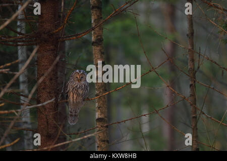 Wild Ural Owl (Strix uralensis), Europe Stock Photo