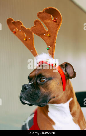 Boxer (Dog) with Antlers Stock Photo