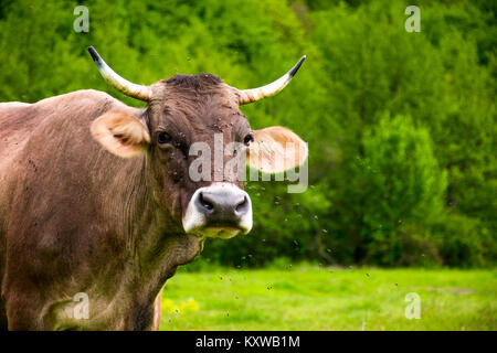 Portrait of a cow with flies on the face. animal in spring green environment Stock Photo