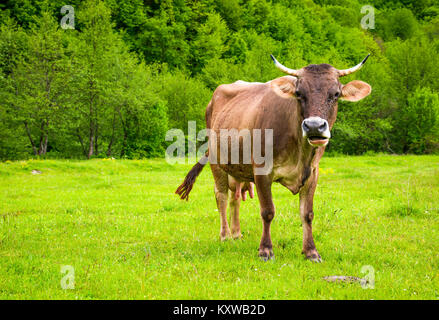 cow with flies on the face. animal in spring green environment Stock Photo