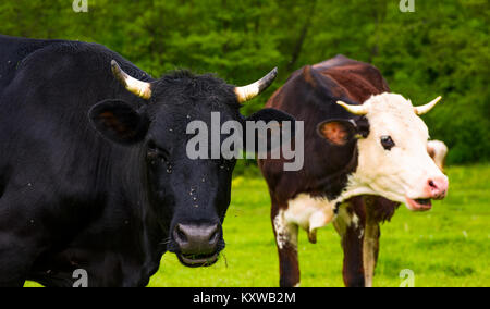 Portrait of two cows with flies on the face. animal in spring green environment Stock Photo