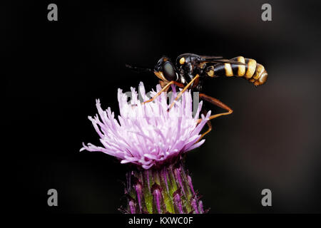 Conopid Fly or Thick-headed fly (Conops quadrifasciatus) perched on a thistle. Cahir, Tipperary, Ireland. Stock Photo