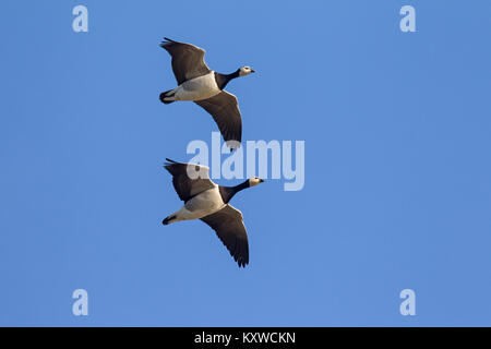 Two migrating barnacle geese (Branta leucopsis) in flight against blue sky Stock Photo