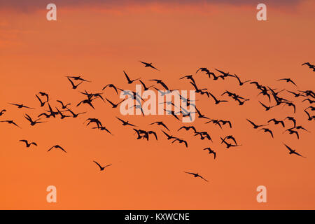 Large flock of migrating barnacle geese (Branta leucopsis) in flight slihouetted against orange sunset sky Stock Photo
