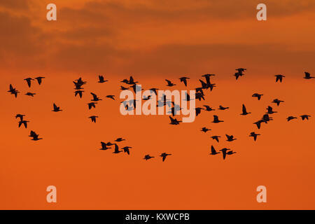 Large flock of migrating barnacle geese (Branta leucopsis) in flight slihouetted against orange sunset sky Stock Photo