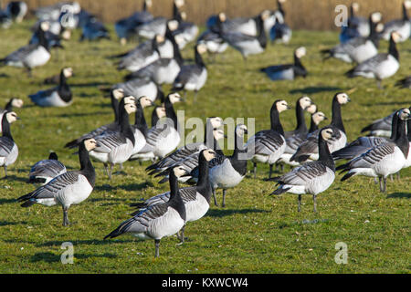 Barnacle goose (Branta leucopsis) flock / barnacle geese group foraging on grassland Stock Photo