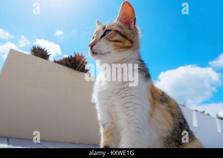 cat in sun city in Oia Santorini Stock Photo