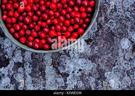 Lingonberries bowl on a rock. Just picked cowberry on the metal bowl. Stock Photo