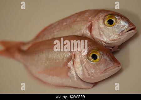 Close view on the two fresh common pandora Pagellus erythrinus readi ti be prepared for a meal Stock Photo