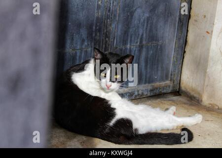 Cat sunbathing on cobbled ground in Lisbon Stock Photo