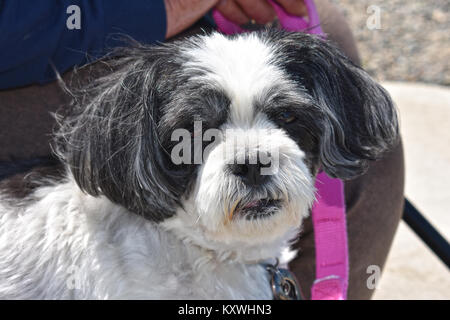 A black and white dog on a leash with her leash.  The dog is a rare breed called a kyi leo.  Kyi leo have acute hearing and are used as watchdogs. Stock Photo