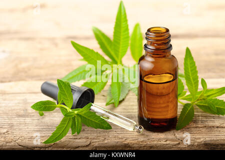 Lemon Verbena essential oil and leaves on the wooden board Stock Photo