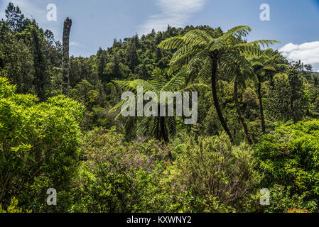 landscape and vegetation of Coromandel pensinsula, New Zealand Stock Photo