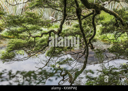 Mirror Lake near Te Anau, New Zealand Stock Photo