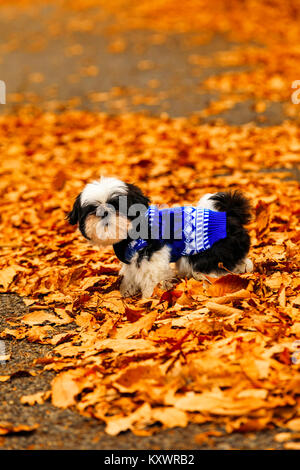 Shih Tzu puppy playing in the fallen leaves. Stock Photo