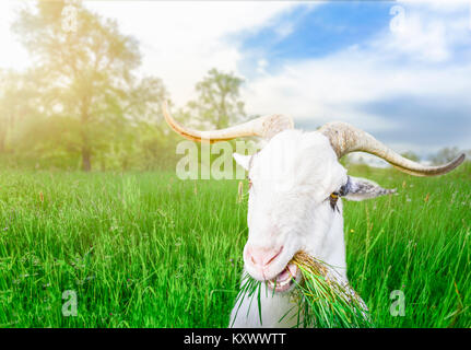 Funny white male goat with long horns and grass in its mouth, looking at the camera, in a field of green grass, on a sunny day of spring. Stock Photo