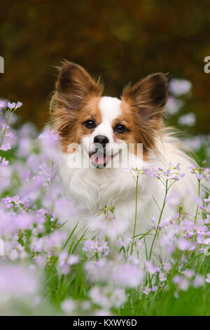 A white and red Papillon dog sitting in a meadow surrounded by Cuckooflower in spring, the Papillon is an alert, friendly and very smart toy breed. Stock Photo