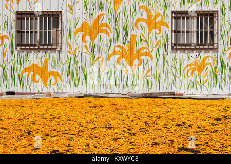 Dried edible orange daylily (Hemerocallis sp.), aka golden needles, flowers bud drying process in the sun, wall painted house on background, Taiwan Stock Photo