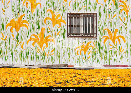 Dried edible orange daylily (Hemerocallis sp.), aka golden needles, flowers bud drying process in the sun, wall painted house on background, Taiwan Stock Photo