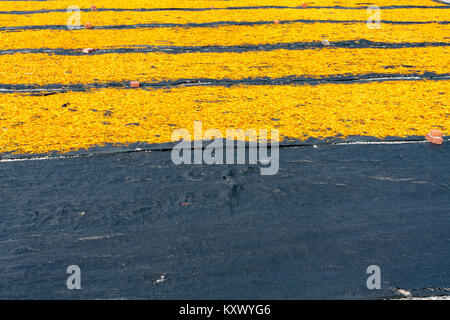 Dried edible orange daylily (Hemerocallis sp.), aka golden needles, flowers bud drying process in the sun, Chikeshang, Yuli, Hualien County, Taiwan Stock Photo