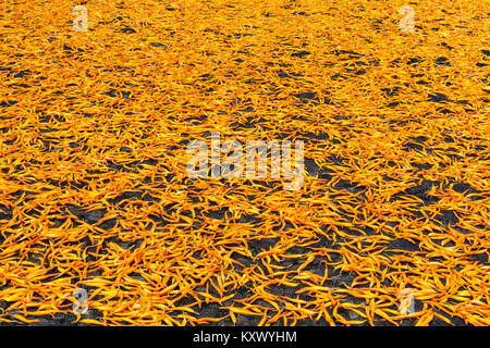 Dried edible orange daylily (Hemerocallis sp.), aka golden needles, flowers bud drying process in the sun, Chikeshang, Yuli, Hualien County, Taiwan Stock Photo