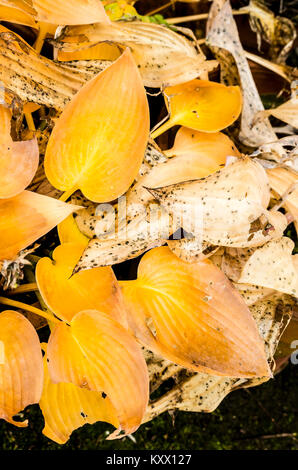 Hosta leaves turn golden yellow in autumn in UK already starting to decay Stock Photo