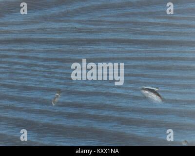 Aged wooden planks  with gentle texture  of annual rings. Wooden surface moored into navy blue color, Stock Photo