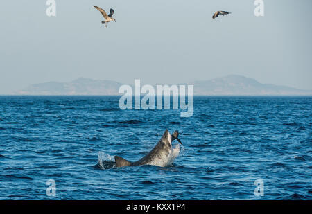 Great White Shark (Carcharodon carcharias) attacks a seal. ), breaching in an attack. South Afr Stock Photo