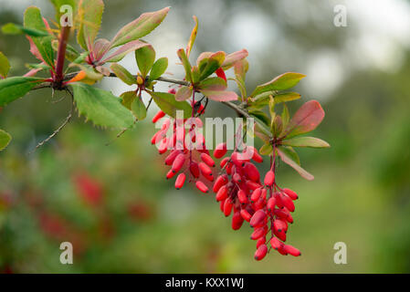 Branch of a barberry close-up Stock Photo