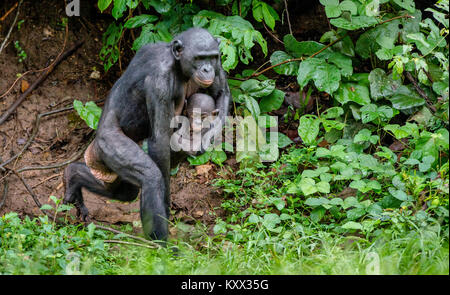 Close up Portrait of Bonobo Cub on the mother in natural habitat. Green natural background Stock Photo