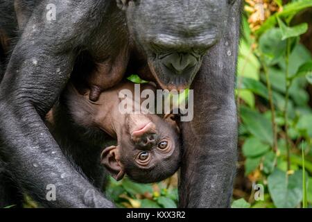 Mother and Cub of Bonobo in natural habitat. Close up Portrait. Green natural background. The Bonobo ( Pan paniscus), called the pygmy chimpanzee. Dem Stock Photo