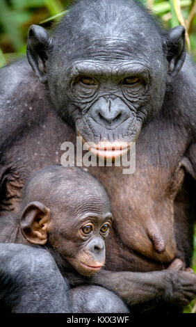 Mother and Cub of Bonobo in natural habitat. Close up Portrait. Green natural background. The Bonobo ( Pan paniscus), called the pygmy chimpanzee. Dem Stock Photo