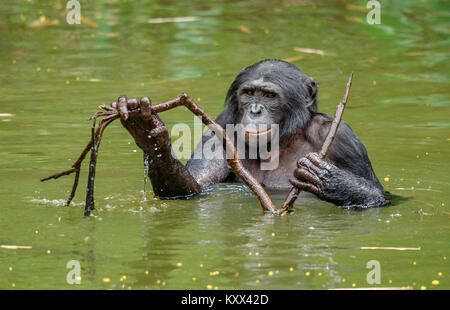 Bonobo in the water. Natural habitat. Green natural background. The Bonobo ( Pan paniscus), called the pygmy chimpanzee. Democratic Republic of Congo. Stock Photo