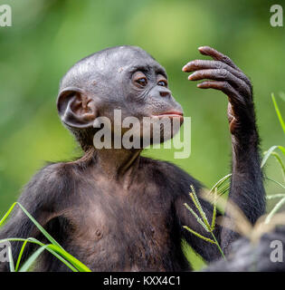 Bonobo Cub  in natural habitat. Close up Portrait  on Green natural background. The Bonobo ( Pan paniscus), called the pygmy chimpanzee. Stock Photo