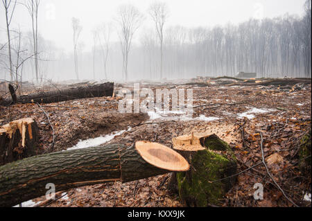 Deforestation, Destruction of Deciduous Forests. Damage to Nature. Ukraine. Europe. Pollution. Stock Photo