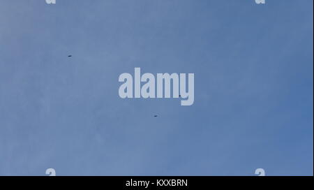 Bird flying on sky, blue sky background Stock Photo