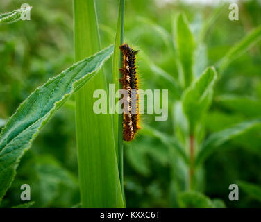 Fox Moth Caterpillar (Macrothylacia rubi) Stock Photo