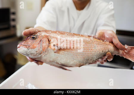 Close up of chef at a Japanese sushi restaurant, holding fresh whole sea bream. Stock Photo