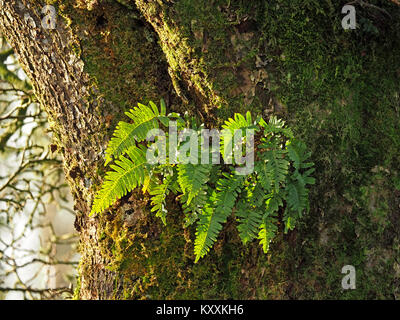 Bright Winter sunlight shines on spore-covered fronds of Dryopteris affinis, Scaly male fern growing on the mossy trunk of a Sycamore tree Stock Photo