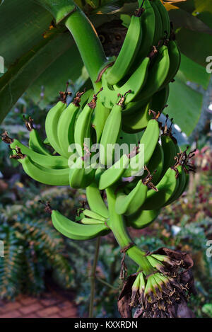 Bunch of green unripe bananas hanging from a tree Stock Photo