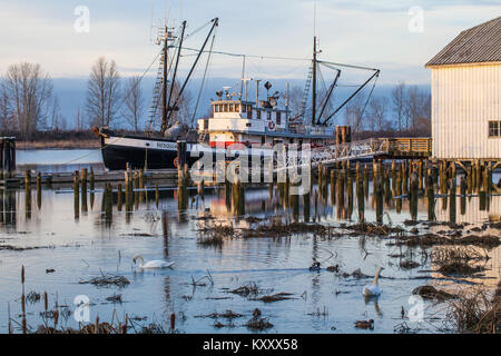 Waterfowl on a salt marsh with a heritage tugboat in the background Stock Photo